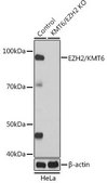 Anti- EZH2/KMT6 antibody produced in rabbit