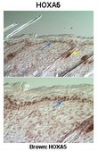 Anti-HOXA5 antibody produced in rabbit affinity isolated antibody