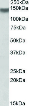 Anti-Itga11 antibody produced in goat affinity isolated antibody, buffered aqueous solution