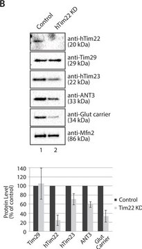 Anti-TIMM29 antibody produced in rabbit Prestige Antibodies&#174; Powered by Atlas Antibodies, affinity isolated antibody, buffered aqueous glycerol solution