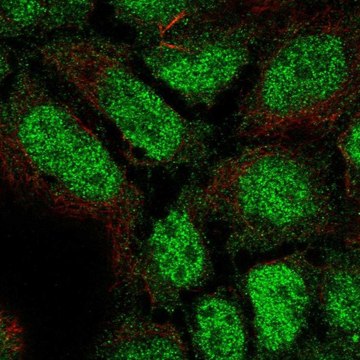 Anti-PLEKHG1 antibody produced in rabbit Prestige Antibodies&#174; Powered by Atlas Antibodies, affinity isolated antibody