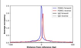 Anti-FOXK1 antibody produced in rabbit Prestige Antibodies® Powered by Atlas Antibodies, affinity isolated antibody, buffered aqueous glycerol solution