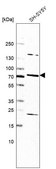 Anti-SLC44A5 antibody produced in rabbit Prestige Antibodies® Powered by Atlas Antibodies, affinity isolated antibody, buffered aqueous glycerol solution