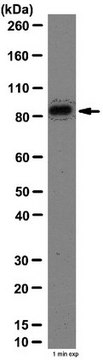 Anti-Stat3 Antibody from rabbit