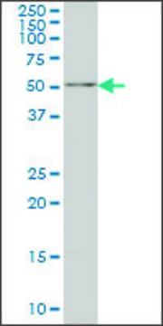 Monoclonal Anti-NARF antibody produced in mouse clone 7D9, ascites fluid