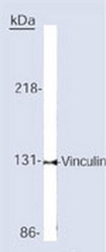 Anti-Vinculin Mouse mAb (V284 or VLN01) liquid, Calbiochem&#174;, from mouse