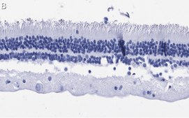Anti-Rhodopsin Antibody, clone 5D17 ZooMAb® Rabbit Monoclonal recombinant, expressed in HEK 293 cells