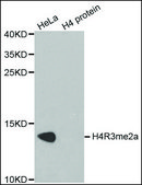 Anti-Histone H4R3me2a antibody produced in rabbit affinity isolated antibody