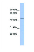 Anti-SP7, (N-terminal) antibody produced in rabbit affinity isolated antibody
