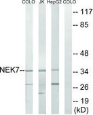 Anti-NEK7 antibody produced in rabbit affinity isolated antibody