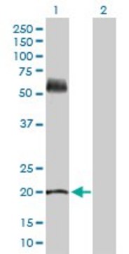 Anti-KRT81 antibody produced in rabbit purified immunoglobulin, buffered aqueous solution