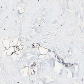 Anti-FAM213A antibody produced in rabbit Prestige Antibodies® Powered by Atlas Antibodies, affinity isolated antibody, buffered aqueous glycerol solution