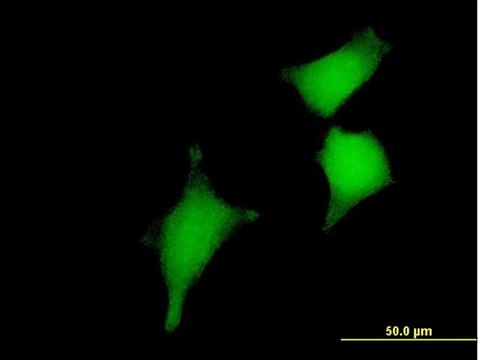 Anti-GLRX2 antibody produced in mouse IgG fraction of antiserum, buffered aqueous solution