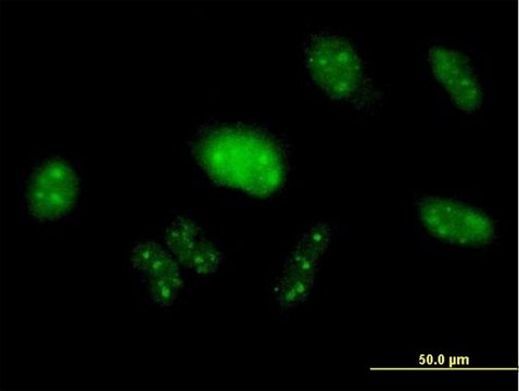 Anti-PIK3R3 antibody produced in mouse purified immunoglobulin, buffered aqueous solution