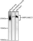 Anti-MRP1/ABCC1 Antibody, clone 0J6M2, Rabbit Monoclonal