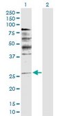 Anti-NRG1 antibody produced in rabbit purified immunoglobulin, buffered aqueous solution