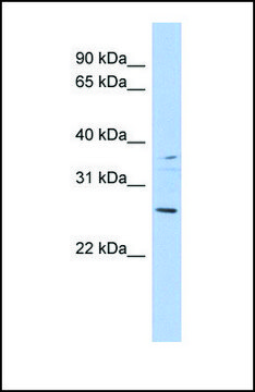 Anti-ASCL2 antibody produced in rabbit affinity isolated antibody