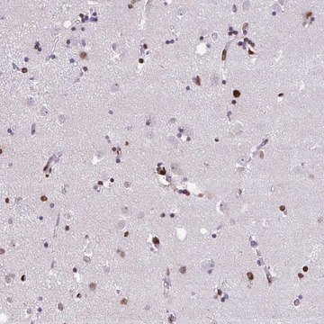 Anti-ISL1 antibody produced in rabbit Prestige Antibodies&#174; Powered by Atlas Antibodies, affinity isolated antibody, buffered aqueous glycerol solution