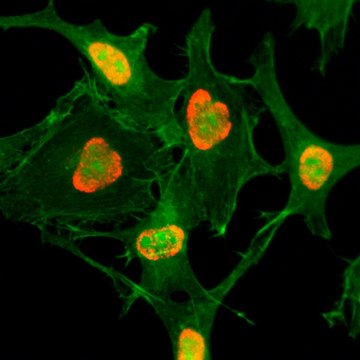 Anti-Acetyl-Histone H3 (Lys79) antibody, Rabbit monoclonal recombinant, expressed in HEK 293 cells, clone RM156, purified immunoglobulin