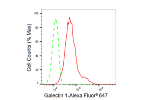 KD-Validated Anti Galectin 1 Antibody, clone 23GB6025, Rabbit Monoclonal clone 23GB6025, recombinant rabbit monoclonal, expressed in HEK293 cells