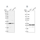Anti-PGRMC2 antibody produced in rabbit Prestige Antibodies® Powered by Atlas Antibodies, affinity isolated antibody, buffered aqueous glycerol solution