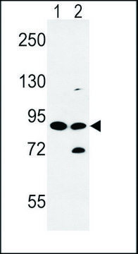 ANTI-SLC8A1 (CENTER) antibody produced in rabbit IgG fraction of antiserum, buffered aqueous solution