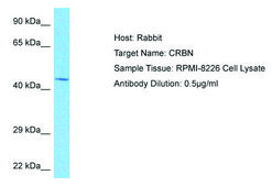 抗 CRBN，（N-末端） 兔抗 affinity isolated antibody