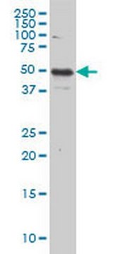 Anti-IL13RA2 Mouse mAb (2E10) liquid, clone 2E10, Calbiochem&#174;