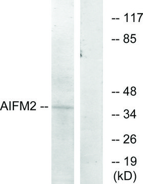 Anti-AIFM2 antibody produced in rabbit affinity isolated antibody