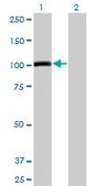 Monoclonal Anti-AHR antibody produced in mouse clone 4G7, purified immunoglobulin, buffered aqueous solution