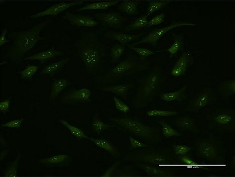 Monoclonal Anti-BAG5 antibody produced in mouse clone 1E3, purified immunoglobulin, buffered aqueous solution