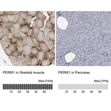 Anti-PERM1 antibody produced in rabbit Prestige Antibodies&#174; Powered by Atlas Antibodies, affinity isolated antibody, buffered aqueous glycerol solution