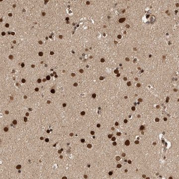 Anti-CPSF2 antibody produced in rabbit Prestige Antibodies&#174; Powered by Atlas Antibodies, affinity isolated antibody, buffered aqueous glycerol solution