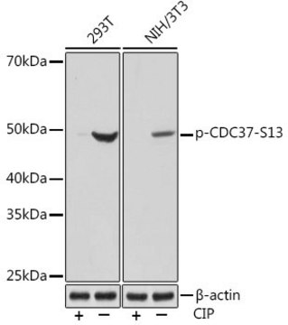 Anti-Phospho-CDC37-S13 antibody produced in rabbit