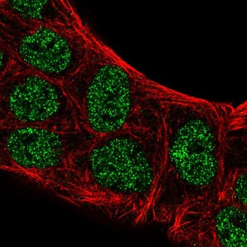 抗-ATOH8 兔抗 Prestige Antibodies&#174; Powered by Atlas Antibodies, affinity isolated antibody