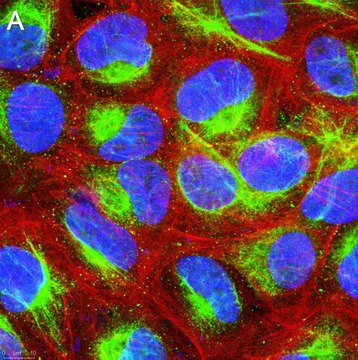 Anti-Calreticulin Antibody, clone 1F16 ZooMAb&#174; Rabbit Monoclonal recombinant, expressed in HEK 293 cells