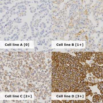 HER2 Analyte ControlDR Cell line controls for immunohistochemistry and in situ hybridization