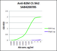 Anti-B2M antibody, Mouse monoclonal clone 92A, purified from hybridoma cell culture
