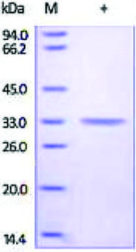 Carbonic Anhydrase 4/CA4 human recombinant, expressed in HEK 293 cells, &#8805;92% (SDS-PAGE)