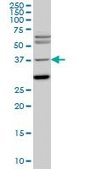 Monoclonal Anti-ISL1 antibody produced in mouse clone 2E7, purified immunoglobulin, buffered aqueous solution