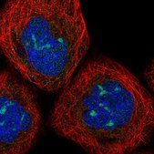 Anti-PPP1R7 antibody produced in rabbit Prestige Antibodies® Powered by Atlas Antibodies, affinity isolated antibody, buffered aqueous glycerol solution