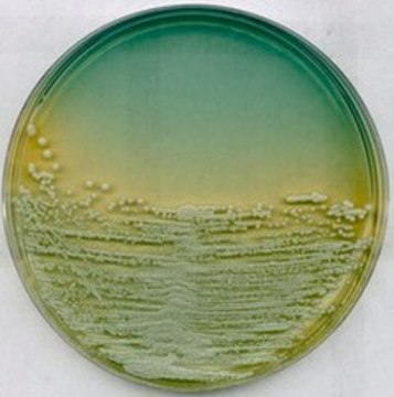 WL Nutrient Agar suitable for microbiology, NutriSelect&#174; Plus, for cultivation of microorganisms encountered in the brewing and fermentation industries 