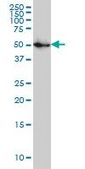 Monoclonal Anti-SPG3A antibody produced in mouse clone 1B9, purified immunoglobulin, buffered aqueous solution