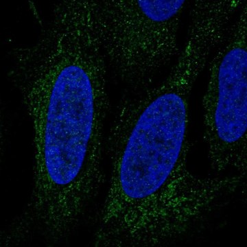 Anti-LINGO3 antibody produced in rabbit Prestige Antibodies&#174; Powered by Atlas Antibodies, affinity isolated antibody