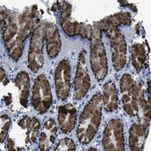 Anti-GOLM1 antibody produced in rabbit Prestige Antibodies® Powered by Atlas Antibodies, affinity isolated antibody, buffered aqueous glycerol solution