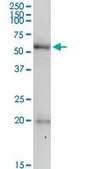 Anti-PDE9A antibody produced in rabbit purified immunoglobulin, buffered aqueous solution