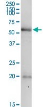 Anti-PDE9A antibody produced in rabbit purified immunoglobulin, buffered aqueous solution