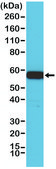 Anti-AKT1 antibody, Rabbit monoclonal recombinant, expressed in HEK 293 cells, clone RM252, purified immunoglobulin