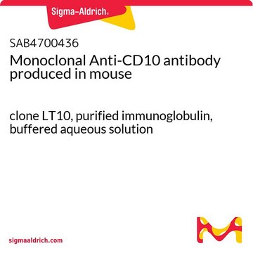 Monoclonal Anti-CD10 antibody produced in mouse clone LT10, purified immunoglobulin, buffered aqueous solution