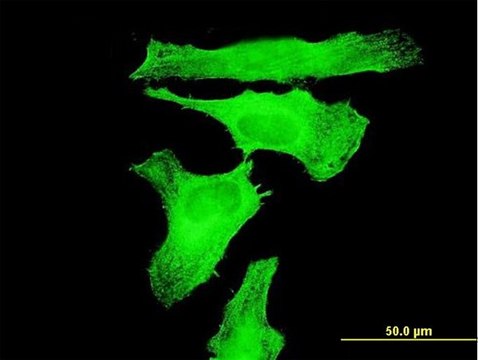 Monoclonal Anti-TAOK3 antibody produced in mouse clone 3B2, purified immunoglobulin, buffered aqueous solution